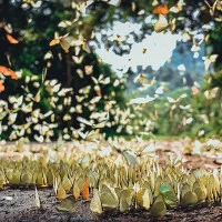"Lạc lối" giữa rừng bướm ở vườn quốc gia Cúc Phương