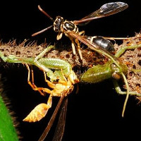 Rùng rợn với chiếc bẫy như thời Trung cổ của loài kiến nhỏ, xẻ thịt con mồi to gấp 50 lần