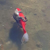 Kỳ thú loài cá mở “dịch vụ grab” như loài người