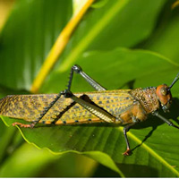 Loài châu chấu nhảy xa gấp 20 lần chiều dài cơ thể