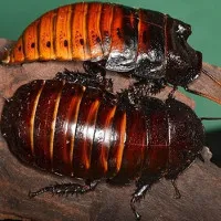 Kinh dị gián khổng lồ lúc nhúc trên tay người, được làm thú cưng