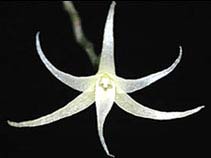 30 giống lan mới phát hiện ở Papua New Guinée