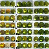 Trái cây tươi nguyên cả tháng nhờ màng bảo quản từ bột sắn và nano bạc
