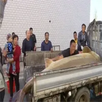"Cụ" cá tầm 100 tuổi khổng lồ mắc lưới ngư dân Trung Quốc
