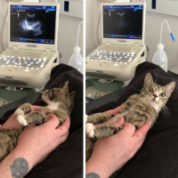 Mèo mướp sửng sốt khi phát hiện mang thai