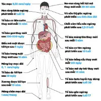 Mất bao nhiêu thời gian để 19 cơ quan trong người bạn tái tạo và phát triển?