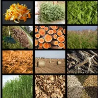 Việt Nam nhập công nghệ biến rơm thành xăng máy bay