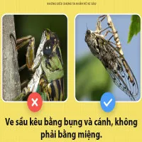 Xin chào! Tôi là ve sầu và các ông đang mắng chửi tôi sai hết rồi!