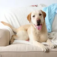 Sắp tới sẽ có cả cúm chó và nó còn nguy hiểm hơn cả cúm gà, cúm lợn