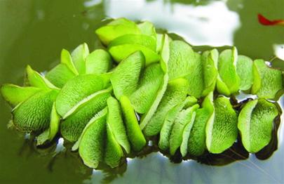 Cảnh giác trước bèo tai chuột lớn