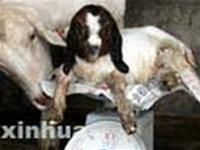 Con dê Boer đầu tiên được sinh sản vô tính