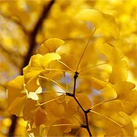Thực vật có giới tính không?
