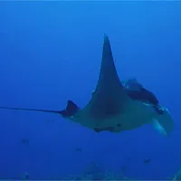 Nơi được ví như nhà trẻ của cá đuối manta khổng lồ