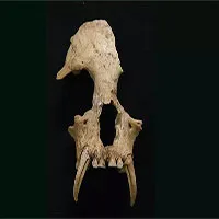 Tìm thấy loài vượn mới trong mộ bà Tần Thủy Hoàng