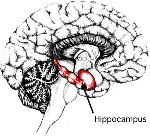 Bị cảm nhiều lần dễ mất trí nhớ