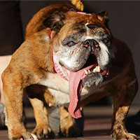 Phát sốt trước 