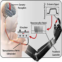 Da điện tử giúp người cụt chi cảm nhận được cảm giác đau và đồ vật
