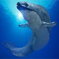 "Siêu" cá voi có kích cỡ ngang với khủng long