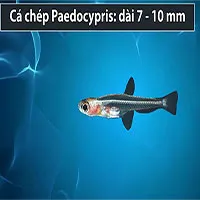 Những loài cá nắm giữ kỷ lục trong tự nhiên