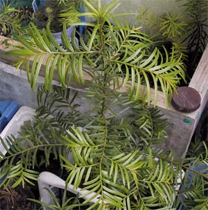 Hà Giang: nhân giống thành công 4 loài thực vật hạt trần quí hiếm