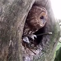 Đi chơi về thấy cú chiếm tổ, sóc hành động "cứng"