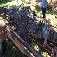 Bắt được cá sấu "khủng" 60 tuổi, nặng đến 600kg sau 8 năm tìm kiếm