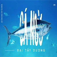 Các nhà khoa học đang thuần hóa cá ngừ vây xanh để có đủ nguyên liệu làm sushi