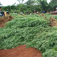 Bạn có bị "phê thuốc" nếu ở gần một cánh đồng cần sa đang cháy không?