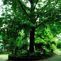 Ở Mỹ có một cây sồi "thừa kế" đất từ chính "cha" của nó, được luật pháp bảo vệ