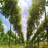 Loài cây này có thể sẽ là “cứu tinh” cho Trái đất của chúng ta!