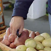 Thiết bị cầm tay giúp “giải mã” chất lượng thực phẩm trong nháy mắt