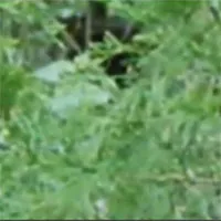 Đi rừng, kinh hãi gặp quái thú "nửa người, nửa chó"