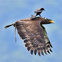 Chèo bẻo "cưỡi" chim săn mồi trên không