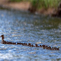 76 vịt con xếp hàng dài bơi theo mẹ gây sốt