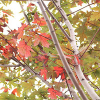 Hàng phong lá đỏ tại Hà Nội bất ngờ khoe sắc