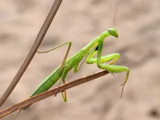 ウスバカマキリ（Mantis religiosa）