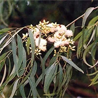 Nghi cây "đẻ" ra vàng, công ty ở Australia mang lá về phân tích