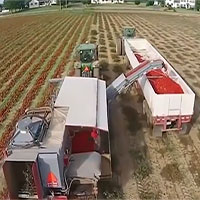 Máy phân loại cà chua xanh chính xác tới 98%