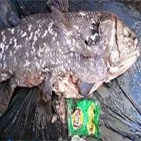 Túi nylon trong bụng loài cá "hóa thạch sống"