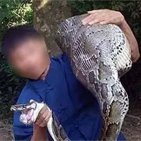 Người dân Lạng Sơn bắt sống trăn khổng lồ nuốt dê trên núi