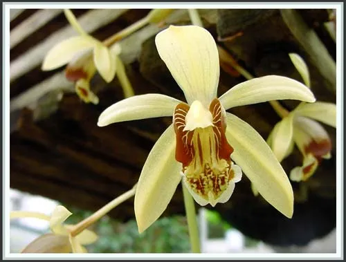 Sự quyễn rũ của Phong Lan