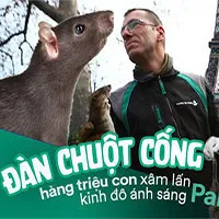 Kinh hoàng "cơn bão" chuột cống kéo đến khắp kinh đô ánh sáng Paris