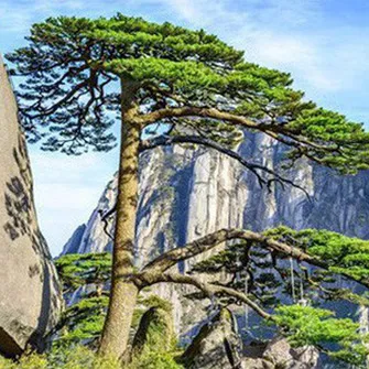 Cây thông nghìn năm tuổi nổi tiếng nhất Trung Quốc sắp chết vì "nhiều người yêu quý quá"