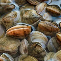 Cách làm sò nhả hết cát, rau héo được “hồi sinh” cực nhanh của người Nhật
