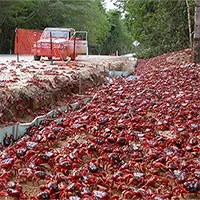 Cách các nhà khoa học bảo vệ cua đỏ đảo Giáng Sinh khi chúng đang lâm nguy
