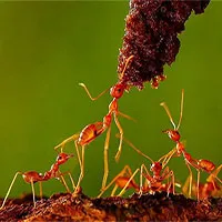 Vì sao một đàn kiến hàng ngàn con không bao giờ bị “tắc đường”?