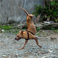 Chú chó hai chân với nghị lực người phải nể phục