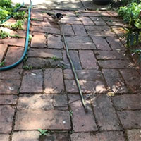 Chim đồ tể xé xác rắn 1,5 mét trong vườn nhà dân Australia