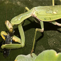 Các nhà khoa học phát hiện ra loài bọ ngựa săn cá