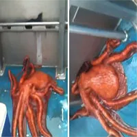 Bạch tuộc chui qua lỗ nhỏ xíu thoát khỏi thuyền